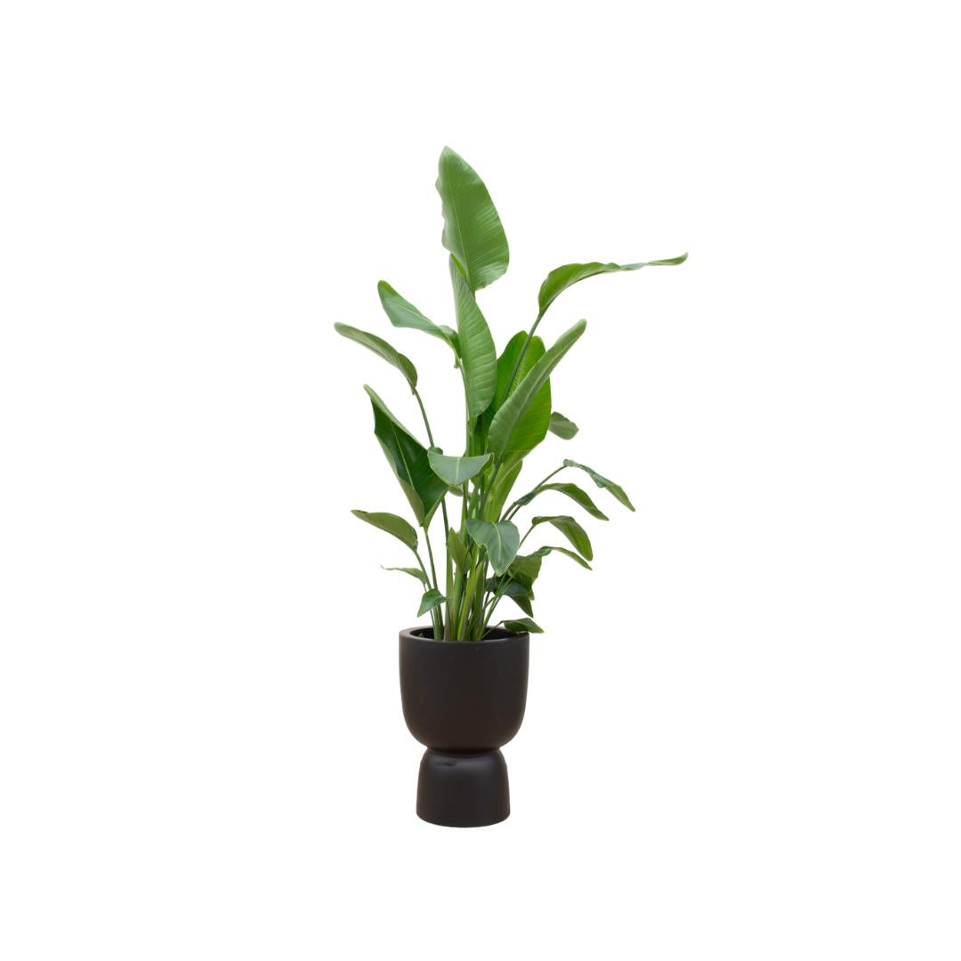 Combi deal - Strelitzia Augusta multi stam inclusief elho Pure Coupe zwart Ø35 - 210 cm