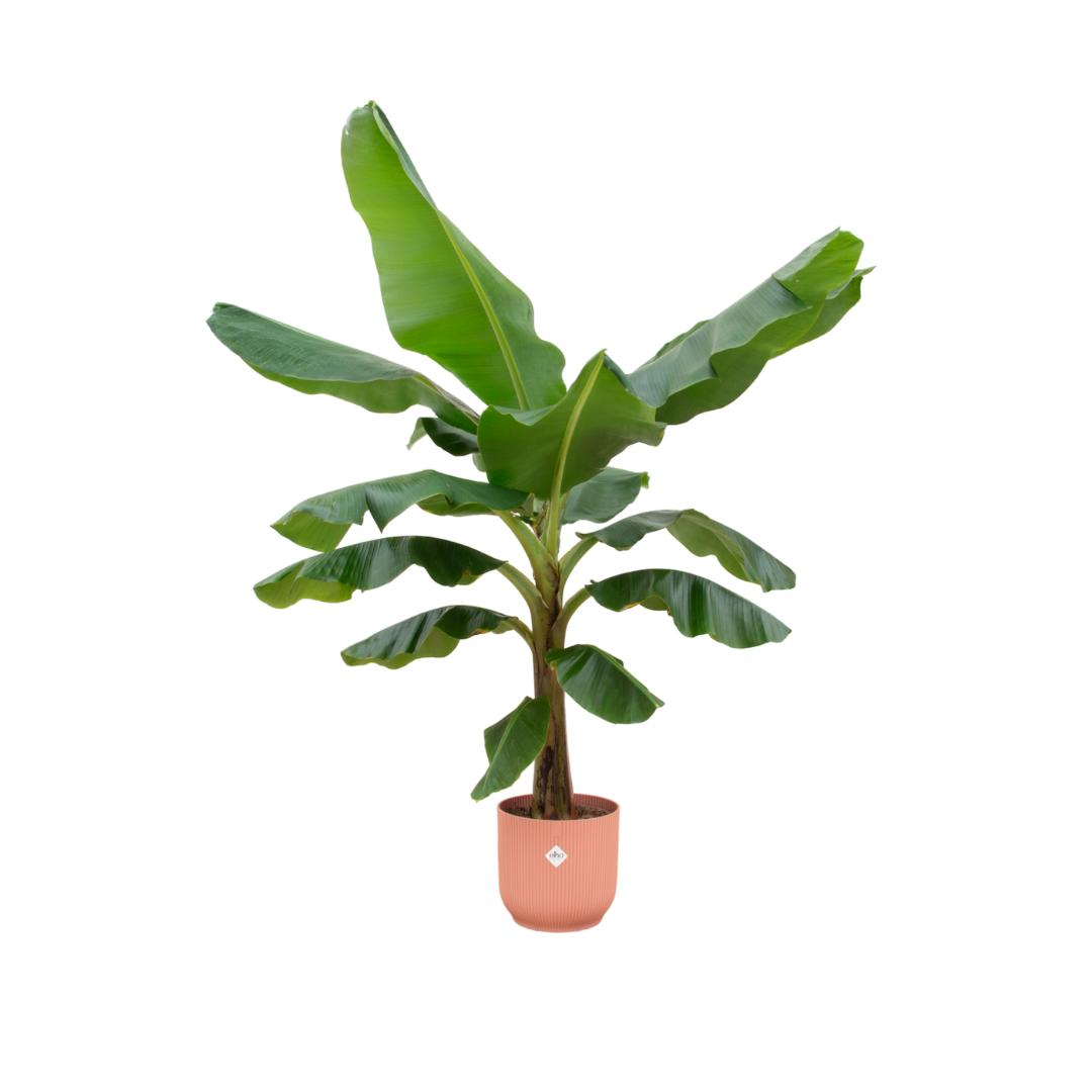 Combi deal - Bananenplant (Musa) inclusief elho Vibes Fold Round blauw Ø30 - 180 cm