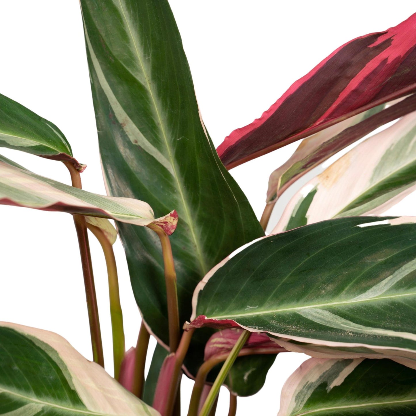 Calathea Triostar - Pauwenplant - 70cm - Ø19