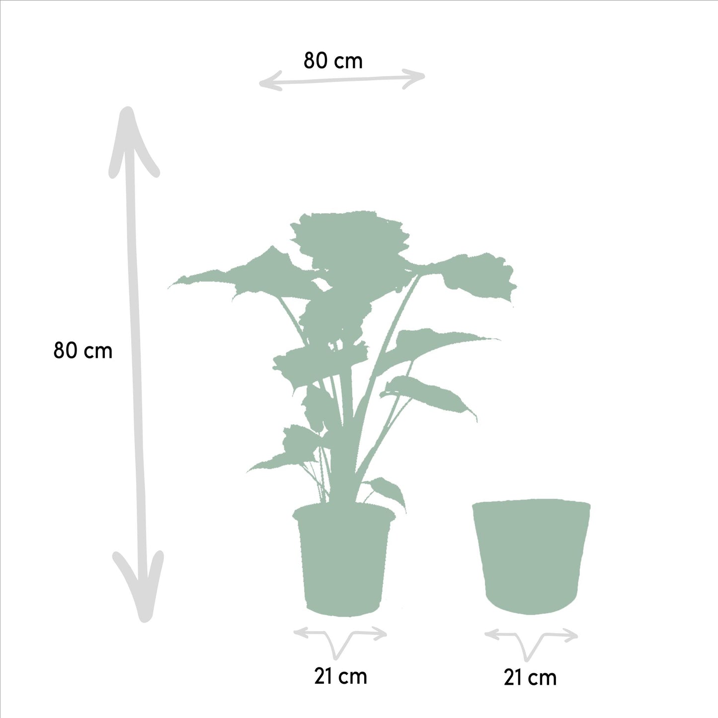 Alocasia Portodora - Ø21cm - ↕80cm + Mand Igmar