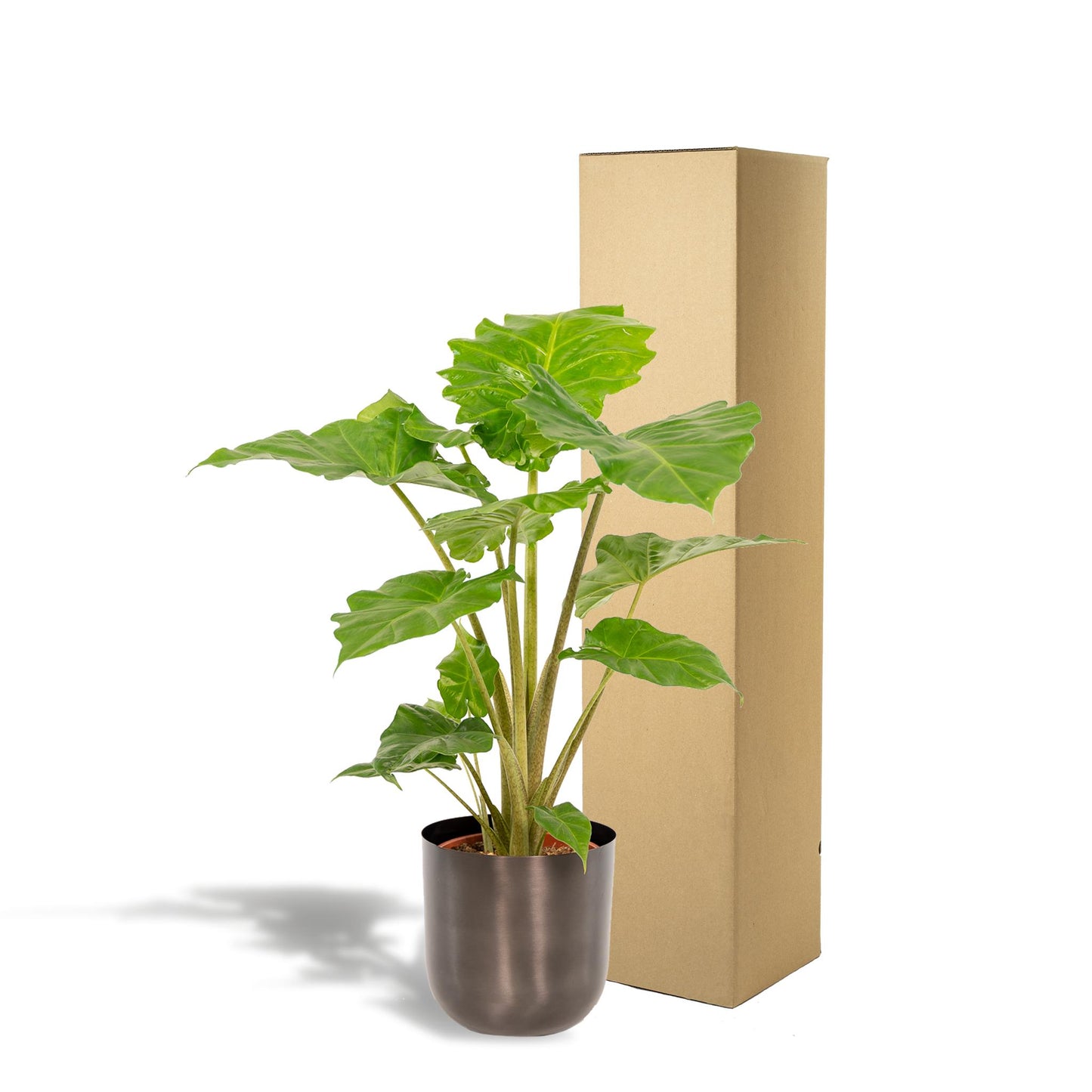 Alocasia Portodora - Ø21cm - ↕80cm + Pot Mayk Lead