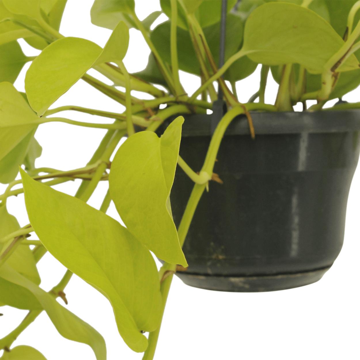 Epipremnum Golden Pothos (Scindapsus) - 2 stuks - Ø15cm - ↕25cm