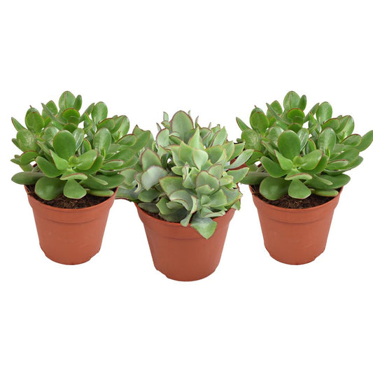 3 stuks - Crassula Gemengd