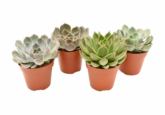 4 stuks - Echeveria Mix