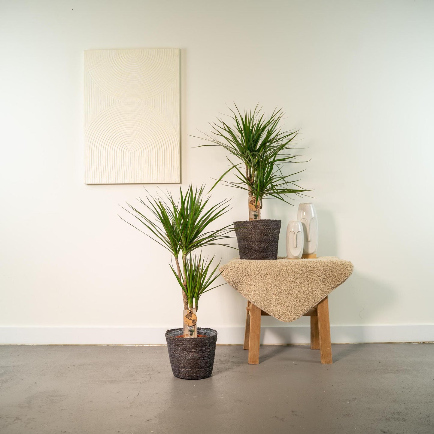 2x Dracaena