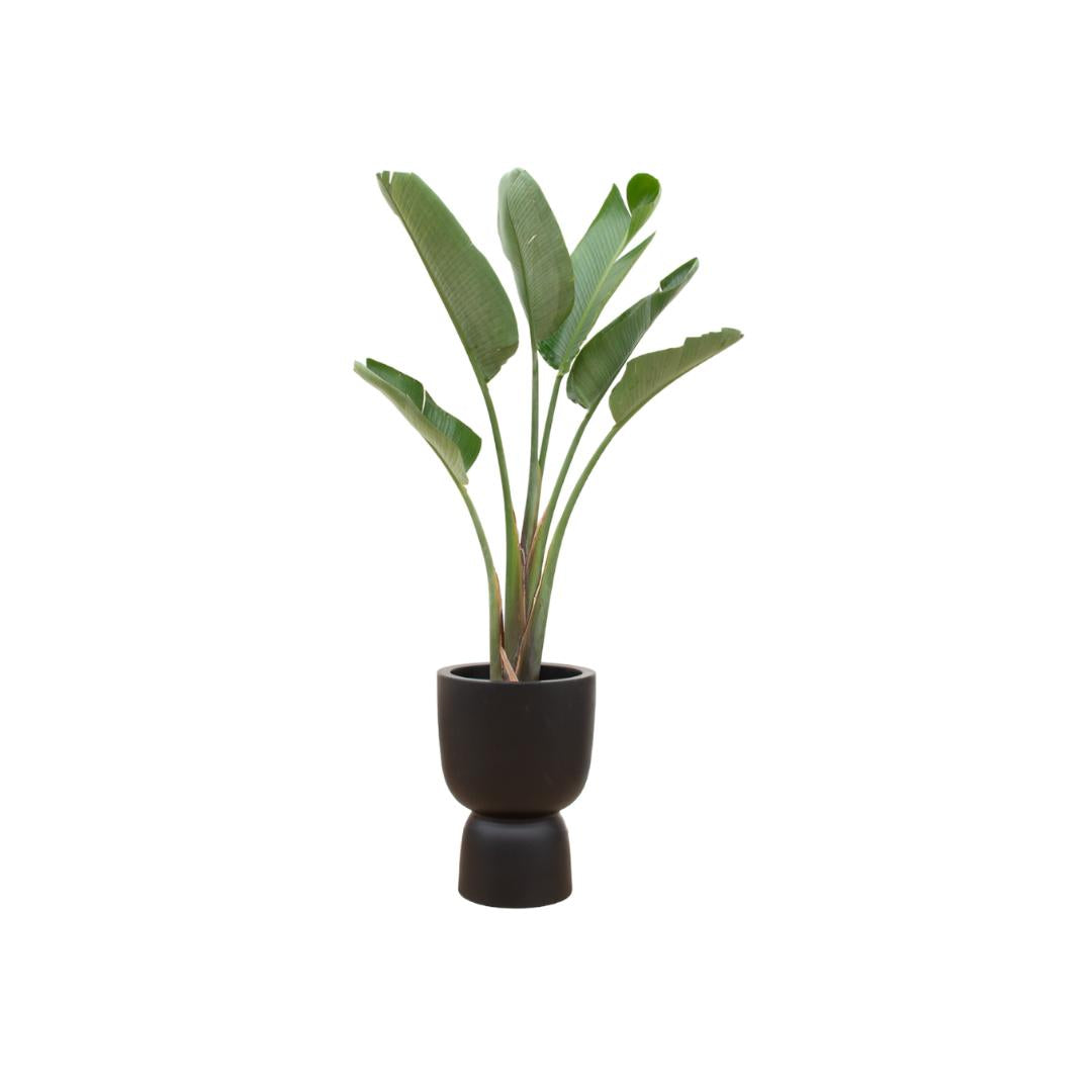 Combi deal - Strelitzia Augusta multi stam inclusief elho Pure Coupe zwart Ø35 - 210 cm