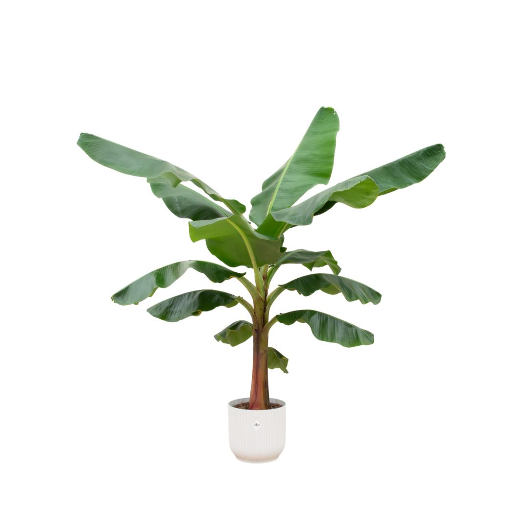 Combi deal - Bananenplant (Musa) inclusief elho Vibes Fold Round blauw Ø30 - 150 cm