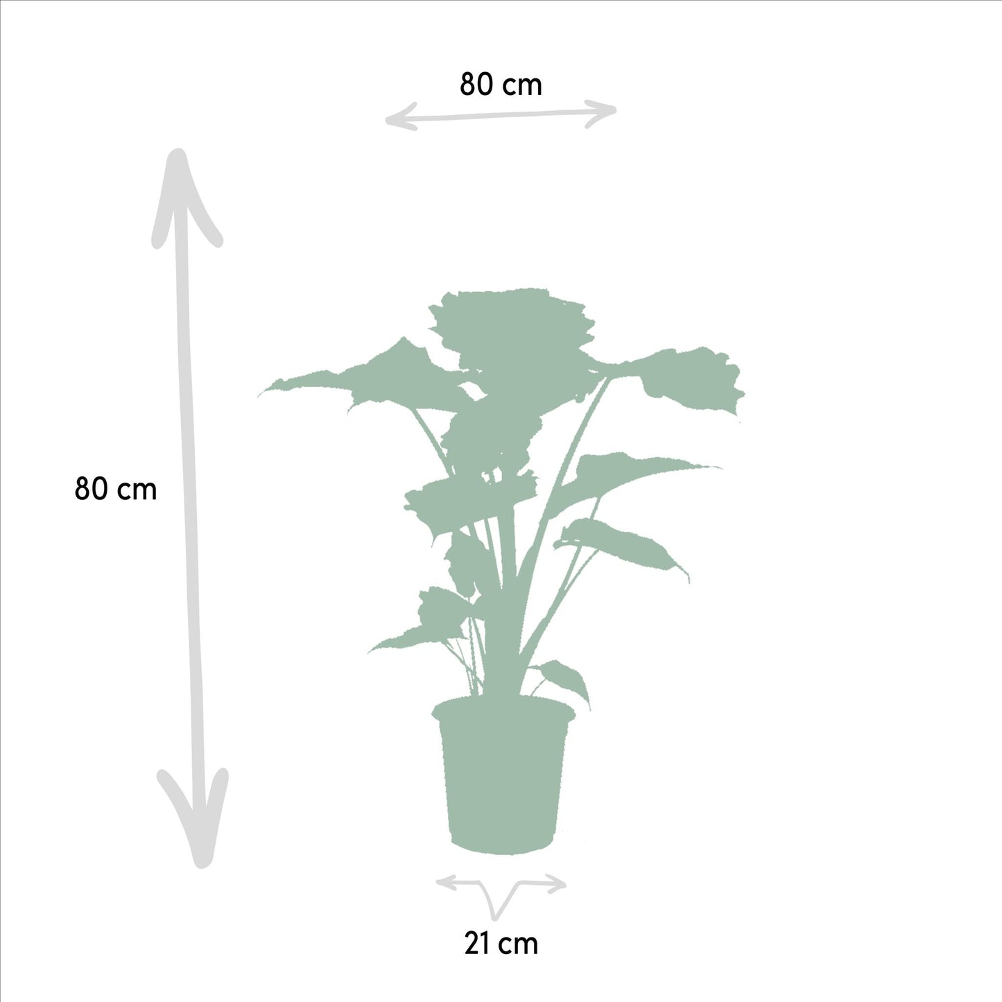 Alocasia Wentii X Alocasia Portodora