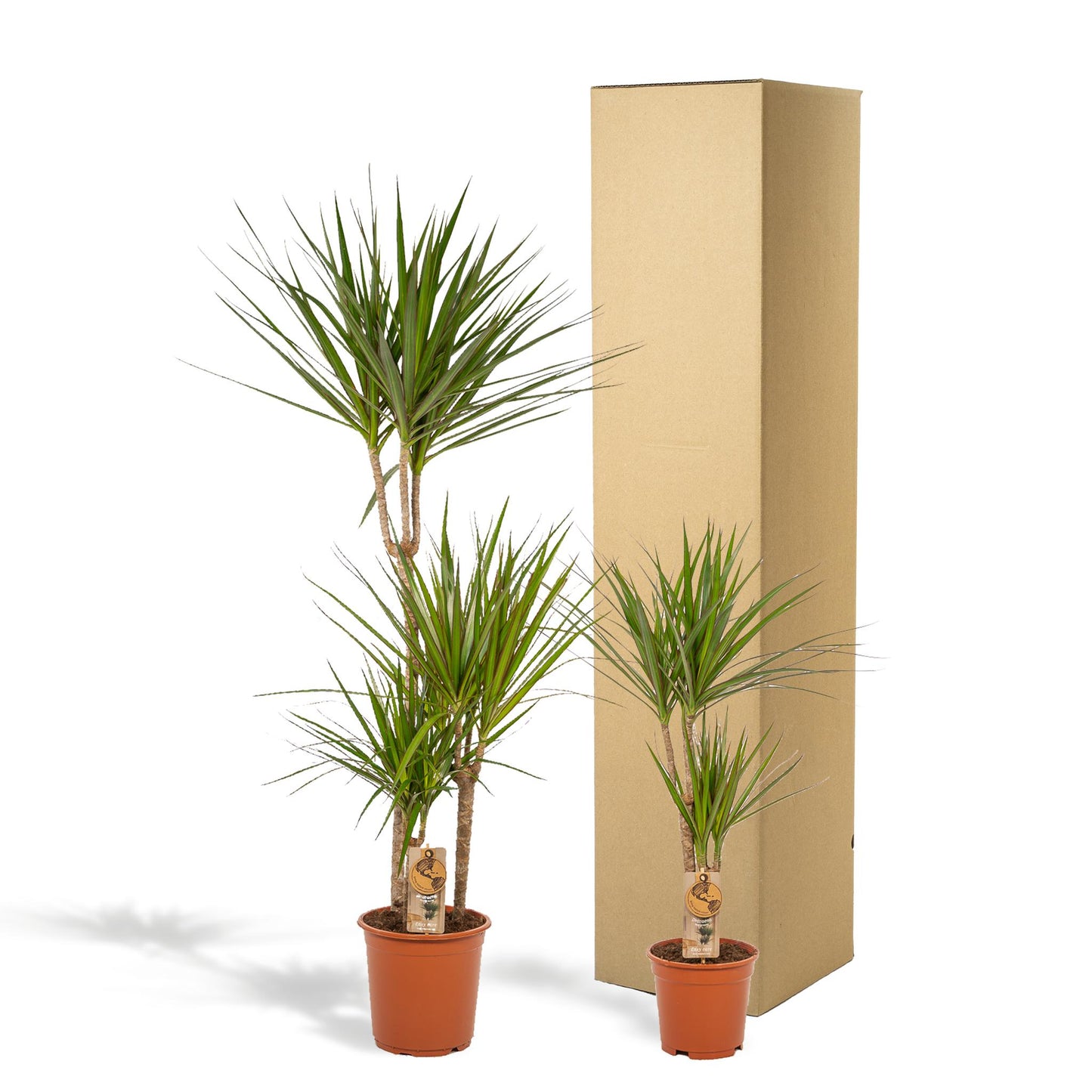 Dracaena - ↨120cm - Ø21cm + Dracaena - 70cm - Ø17cm