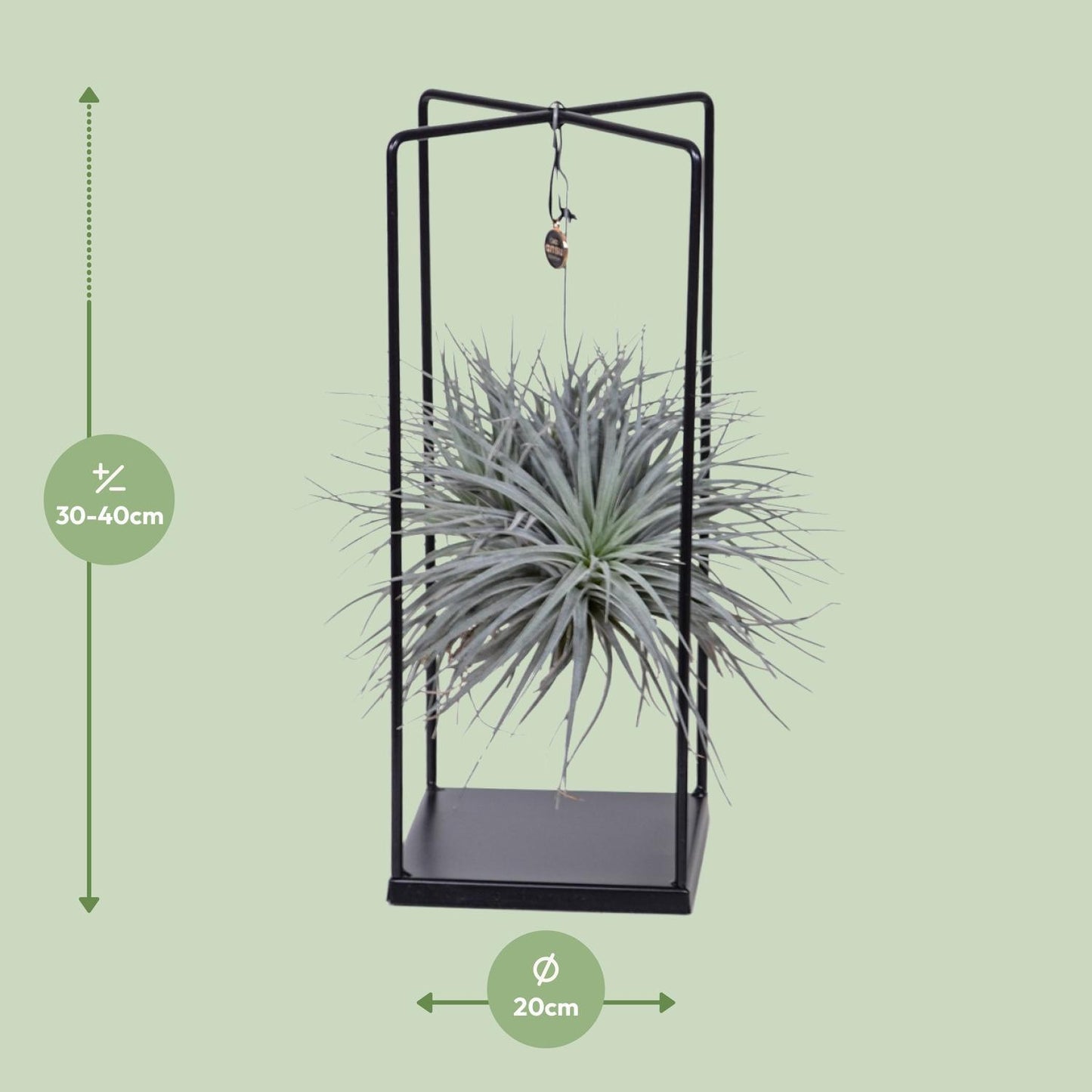 Tillandsia Cube Ionantha Abdita - Ø20cm - ↕20cm