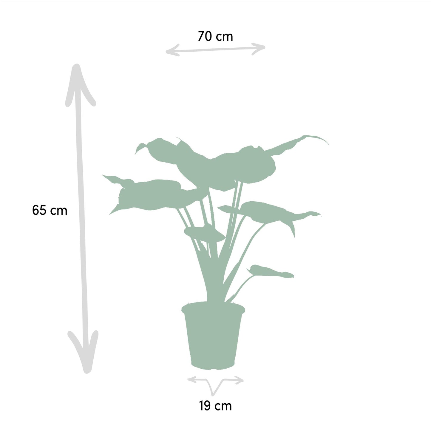 Alocasia Cucullata X Alocasia Lauterbachiana