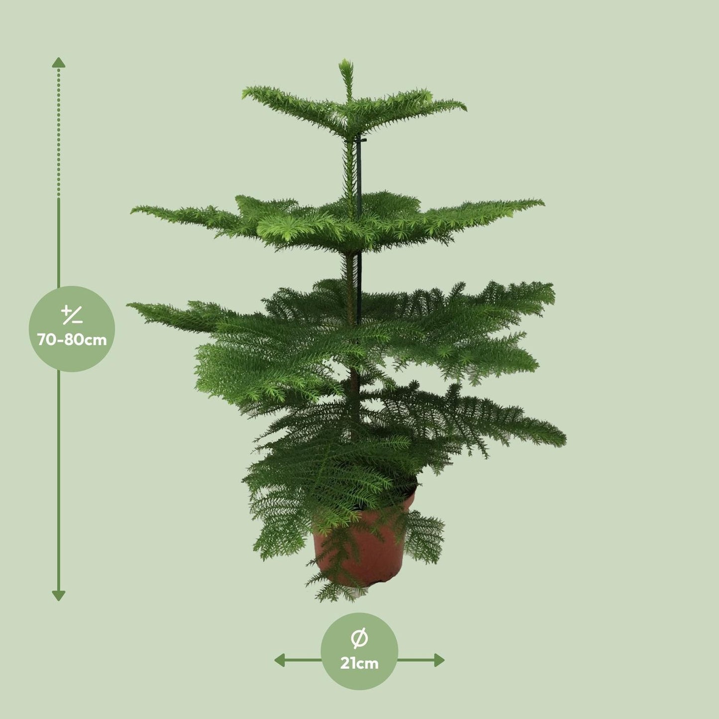 Araucaria Heterophylla - Ø21 - ↨70cm