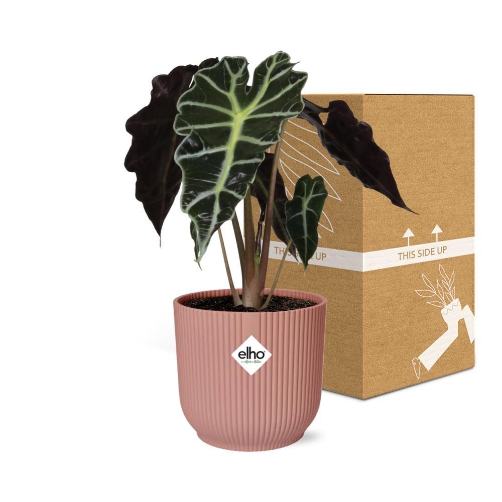 Alocasia ‘Polly’ in ELHO Vibes Fold 14cm roze