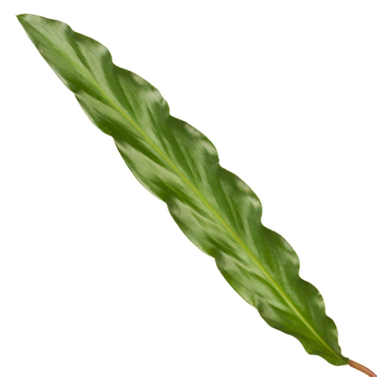 Calathea Elgergrass - 40 cm - Ø12cm