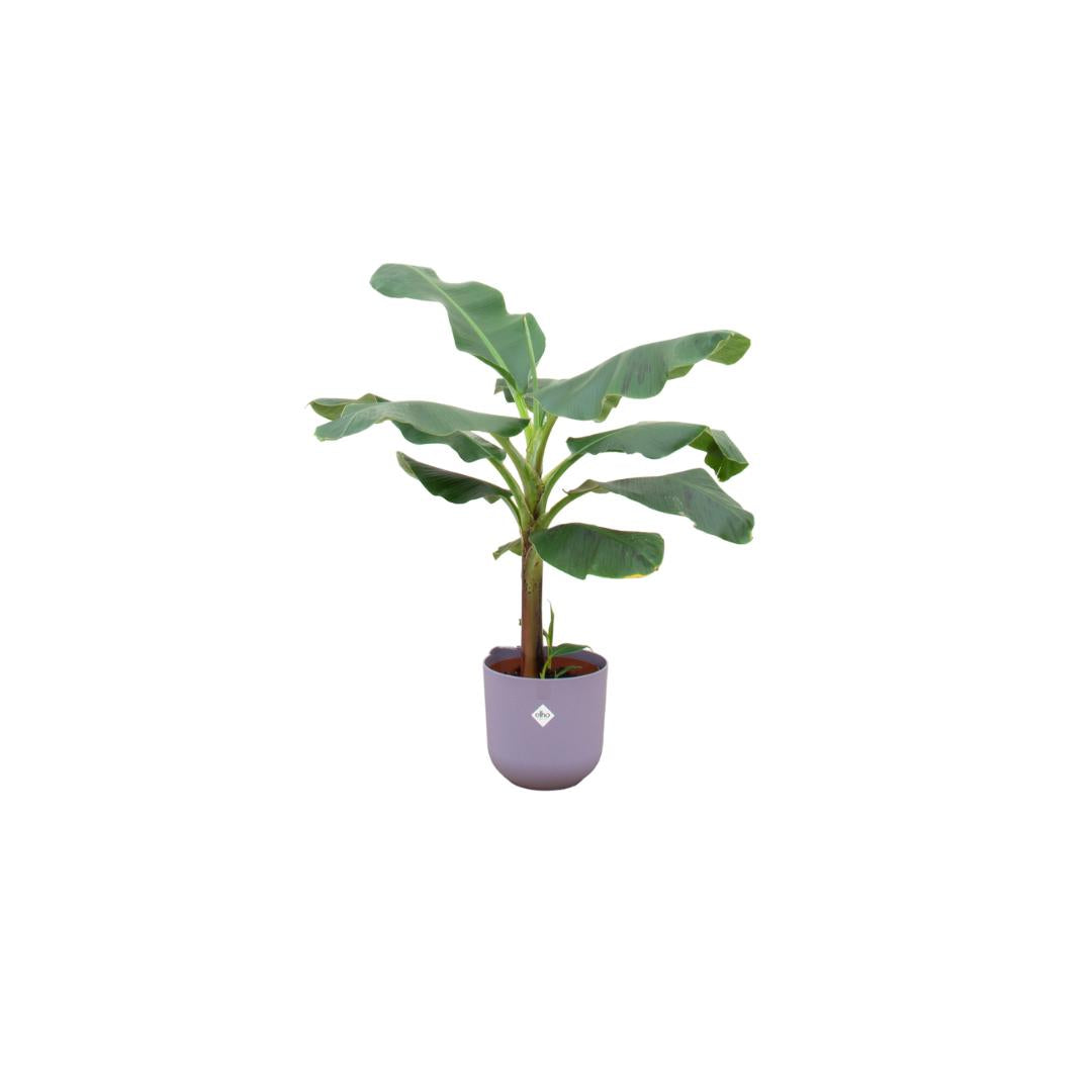 Combi deal - Bananenplant (Musa) inclusief elho Jazz Round geel Ø23 - 120 cm