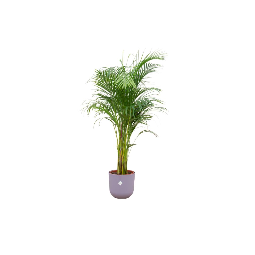 Combi deal - Areca palm inclusief elho Jazz Round wit Ø26 - 140 cm