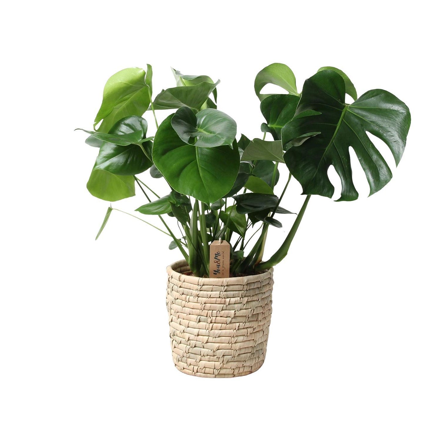 Monstera In Basket Palmleaf - Ø21cm - ↕60cm