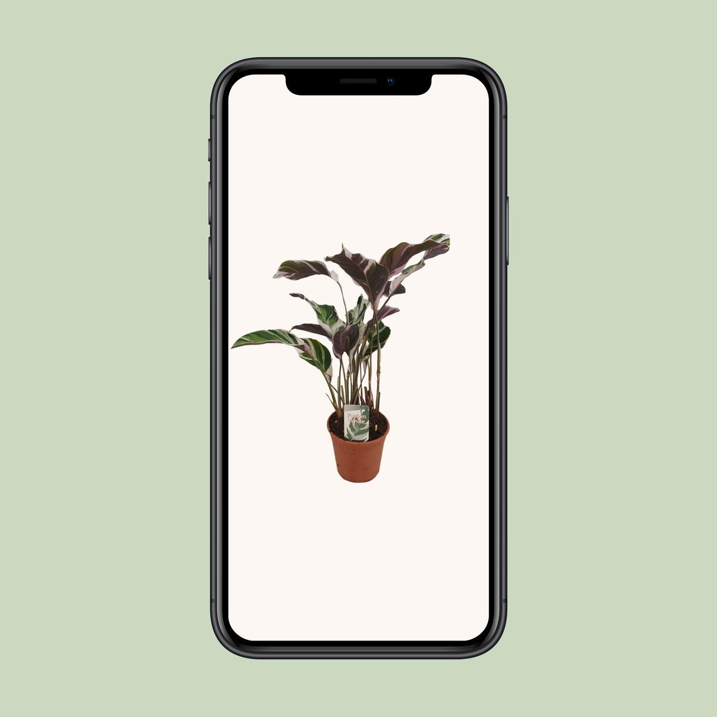 Calathea Fusion White Basic