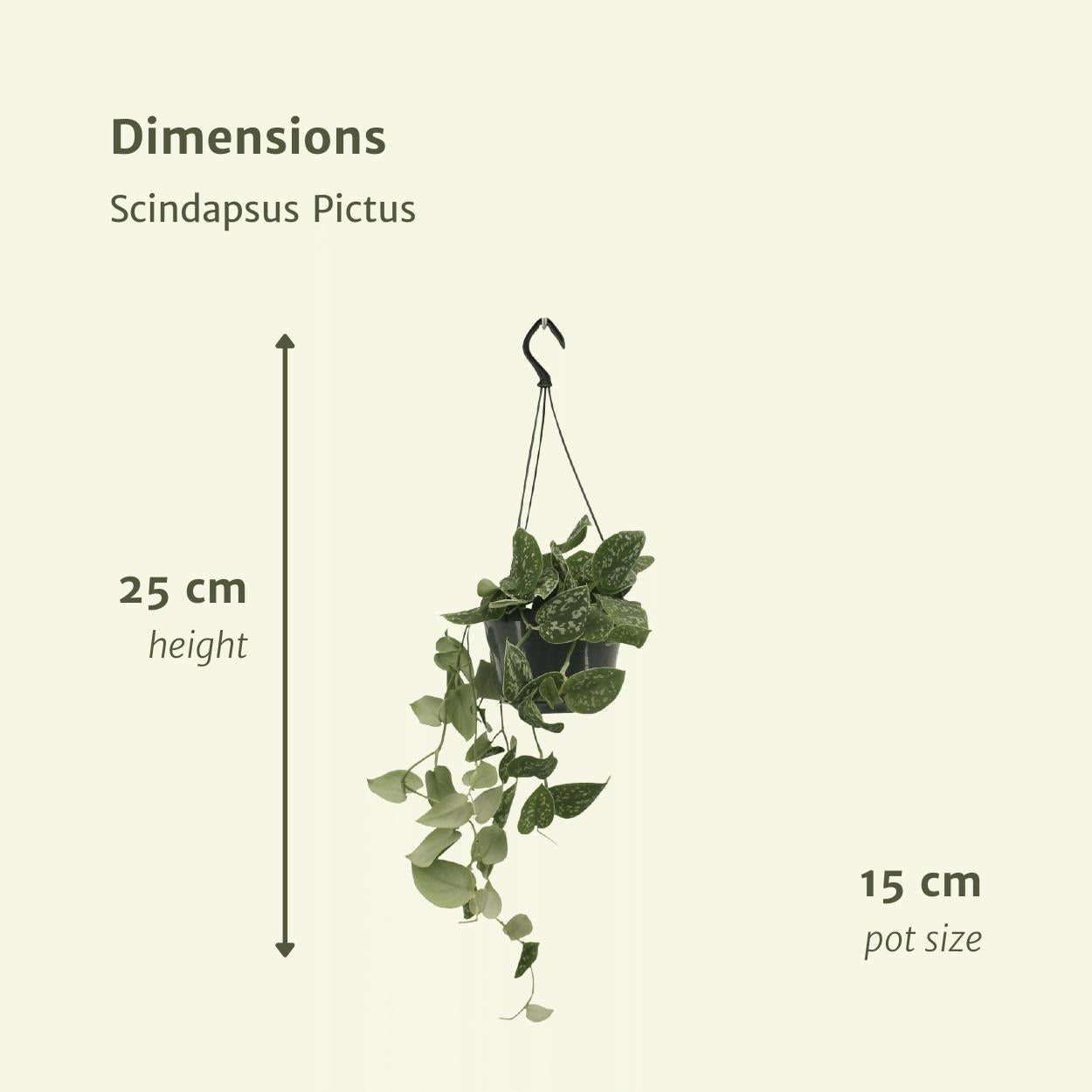 Scindapsus Pictus (Epipremnum) - 2 stuks - Ø15cm - ↕20cm