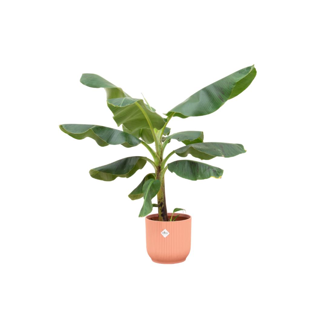 Combi deal - Bananenplant (Musa) inclusief elho Vibes Fold Round blauw Ø22 - 100 cm