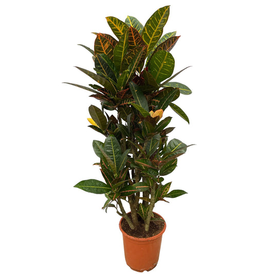 Codiaeum (Croton) Petra vertakt - 100 cm - Ø21cm