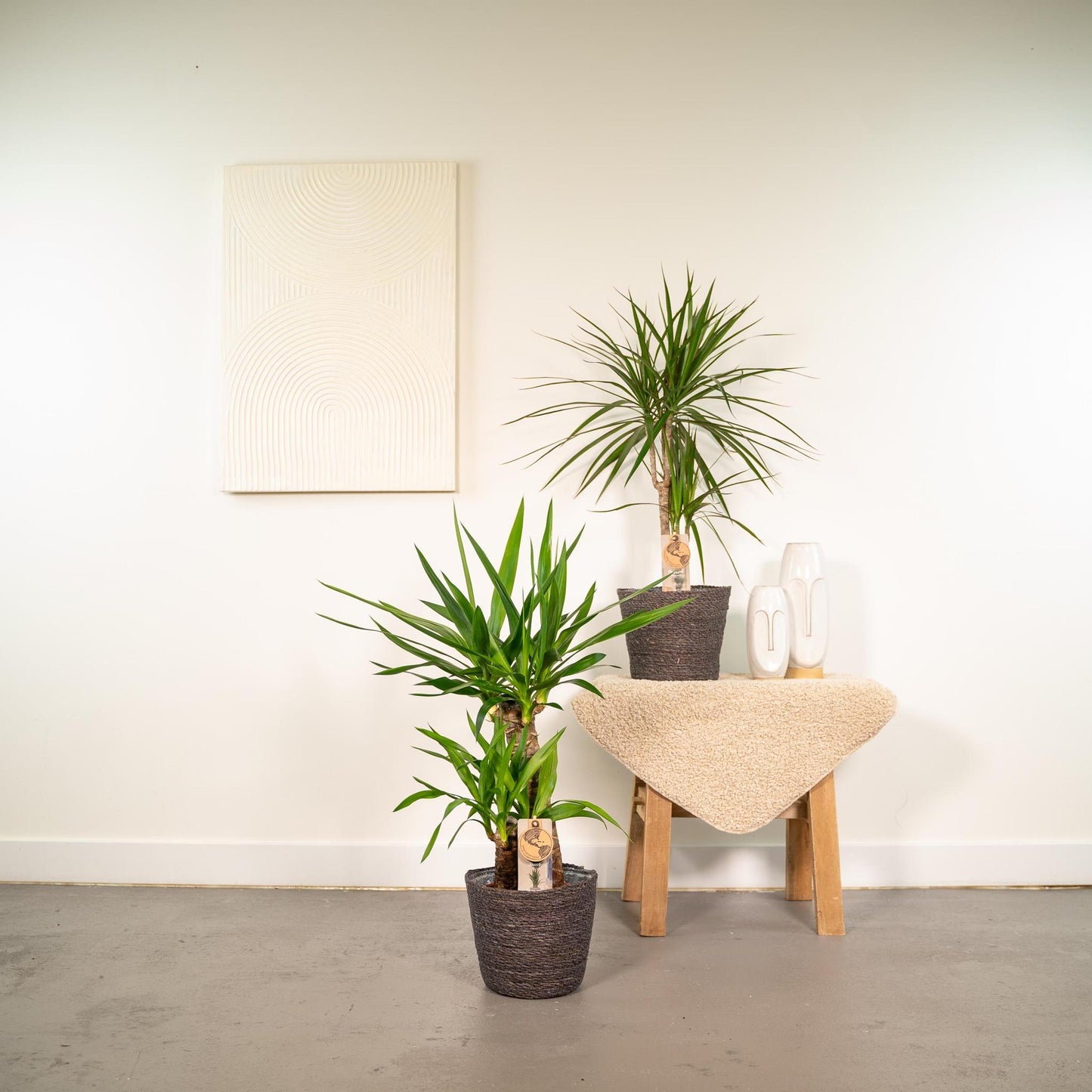 Dracaena ↨70cm - Ø17cm + Yucca ↨90cm - Ø17cm