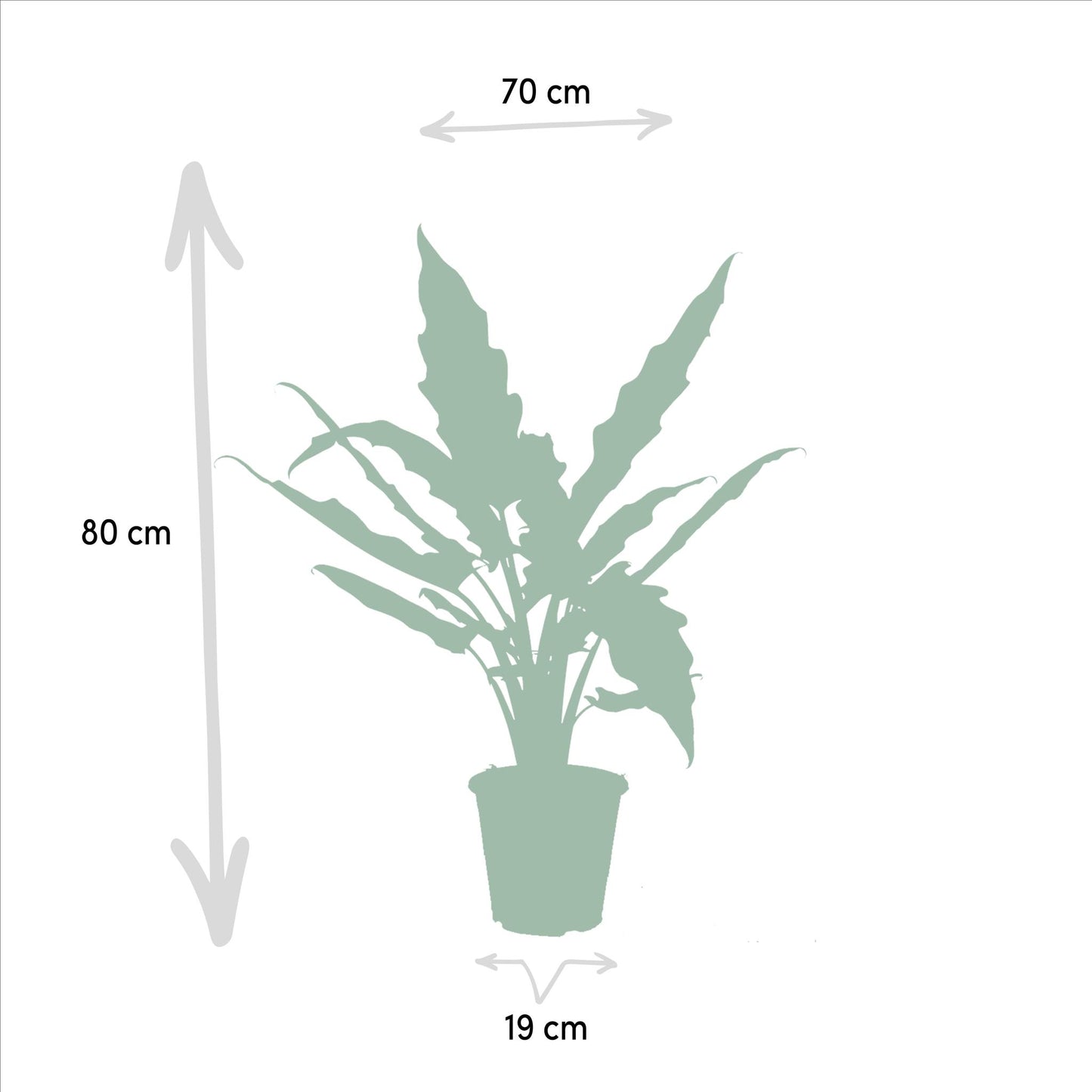 Alocasia Zebrina X Alocasia Cucullata X Alocasia Lauterbachiana