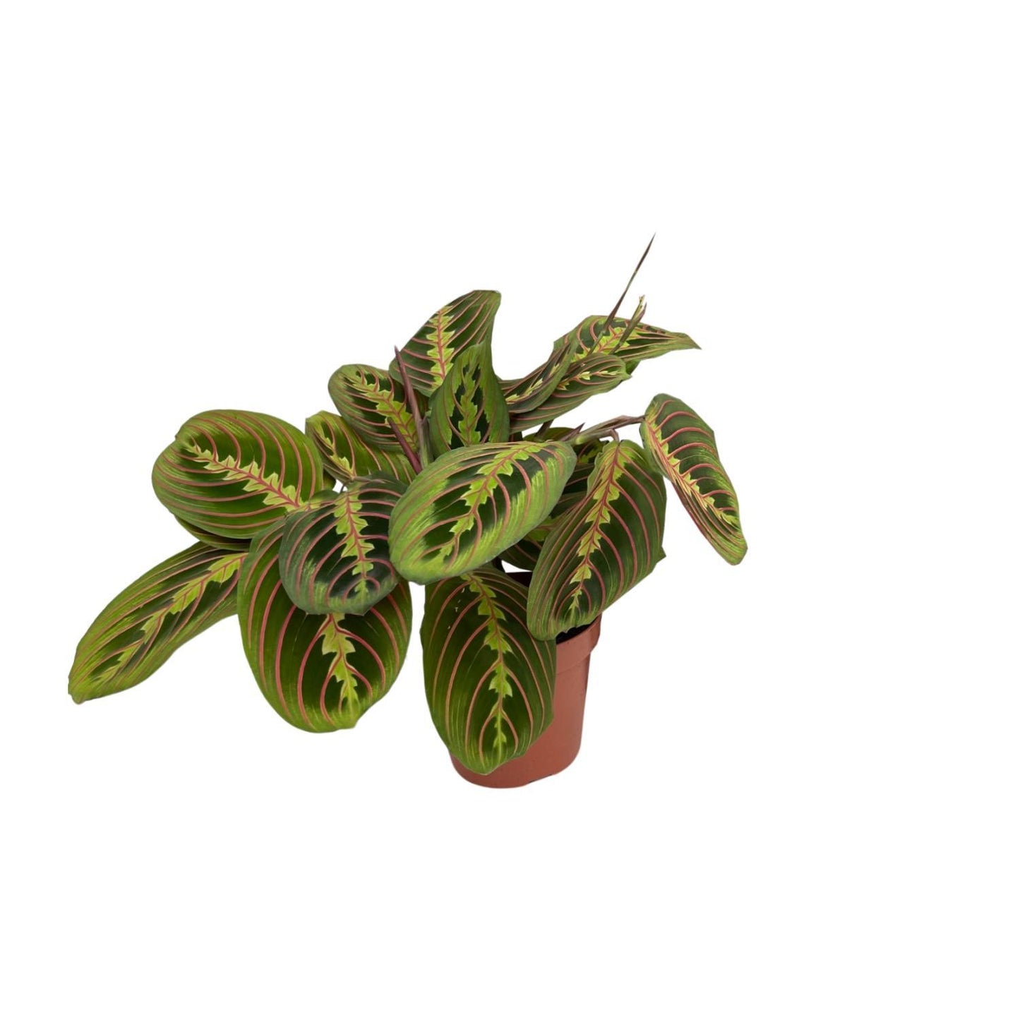 Maranta Fascinator (Pijlwortel) - Ø12cm - ↕20cm