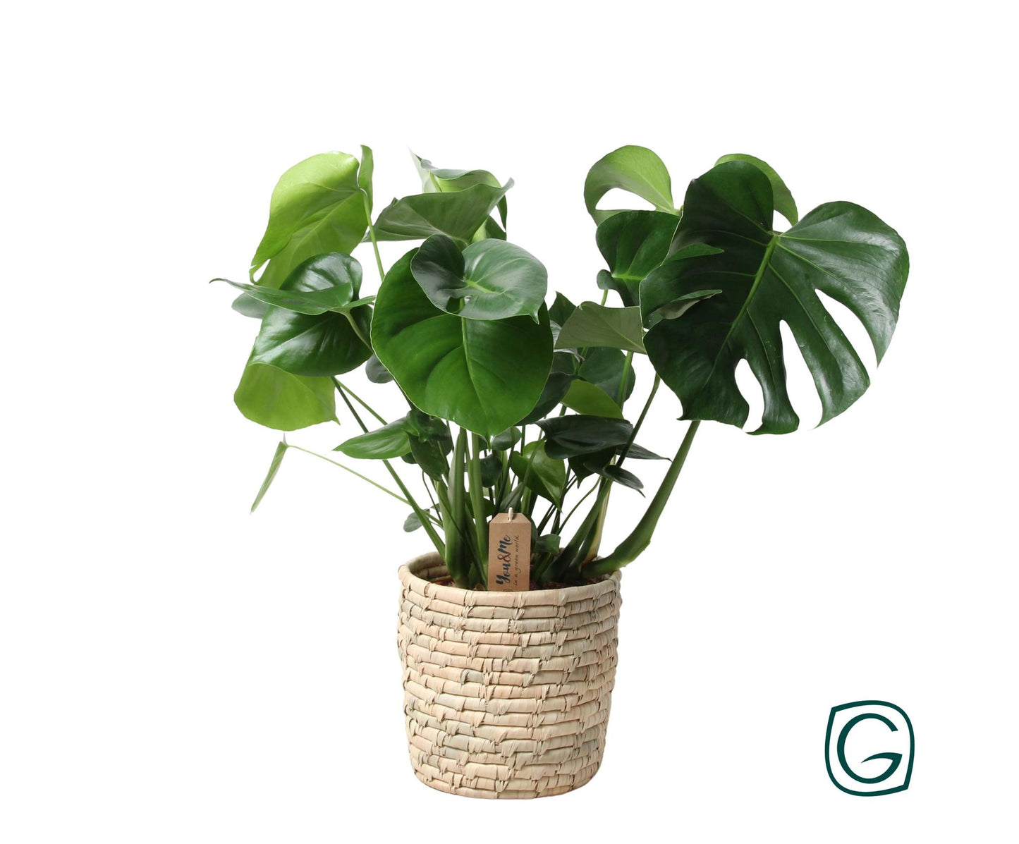 Monstera In Basket Palmleaf - Ø21cm - ↕60cm