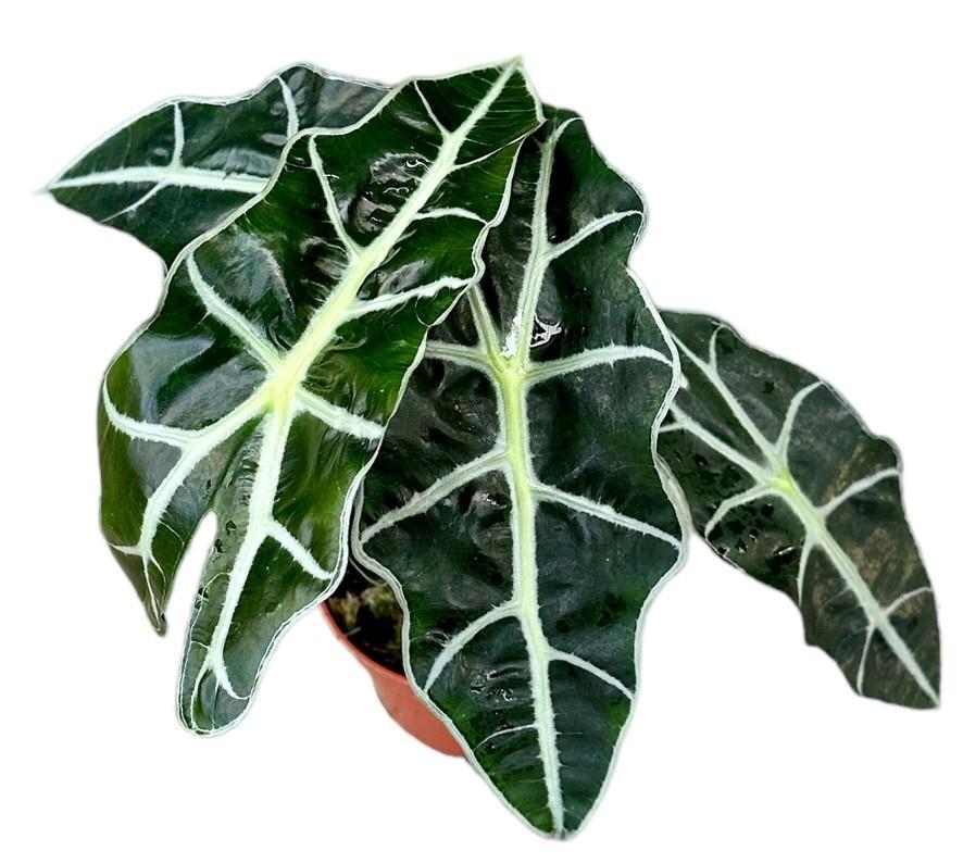 Alocasia Polly - Ø10,5cm - ↕20cm