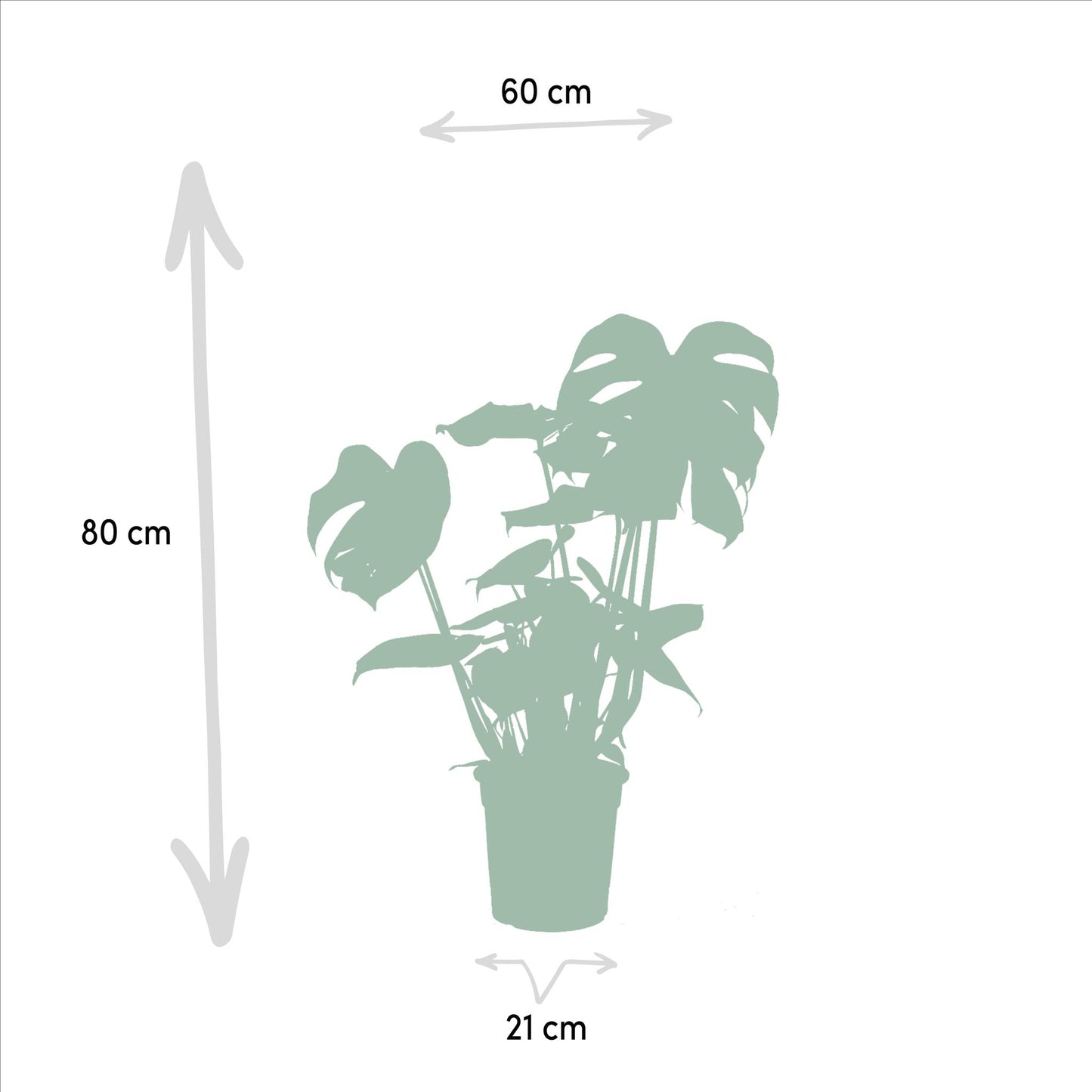 Monstera Deliciosa X Alocasia Zebrina X Strelitzia Nicolai X Musa Dwarf Cavendish