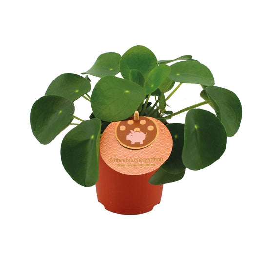 Pilea Peperomioides - Ø11cm - ↕15cm