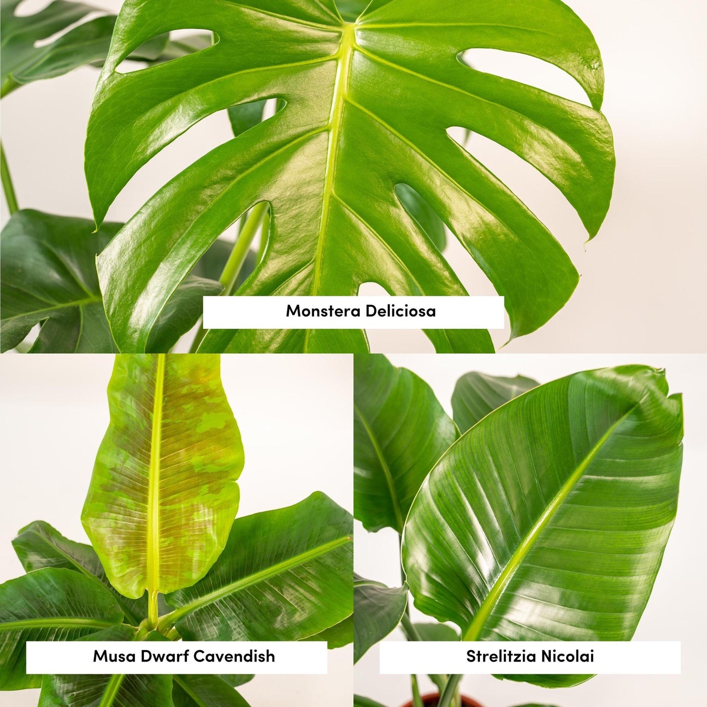 Monstera Deliciosa - Ø21cm - ↕75cm + Musa Dwarf Cavendish - Ø21cm - ↕85cm + Strelitzia Nicolai - Ø19cm - ↕85cm