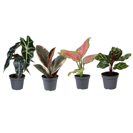 4 Mini Plantjes Cadeaubox