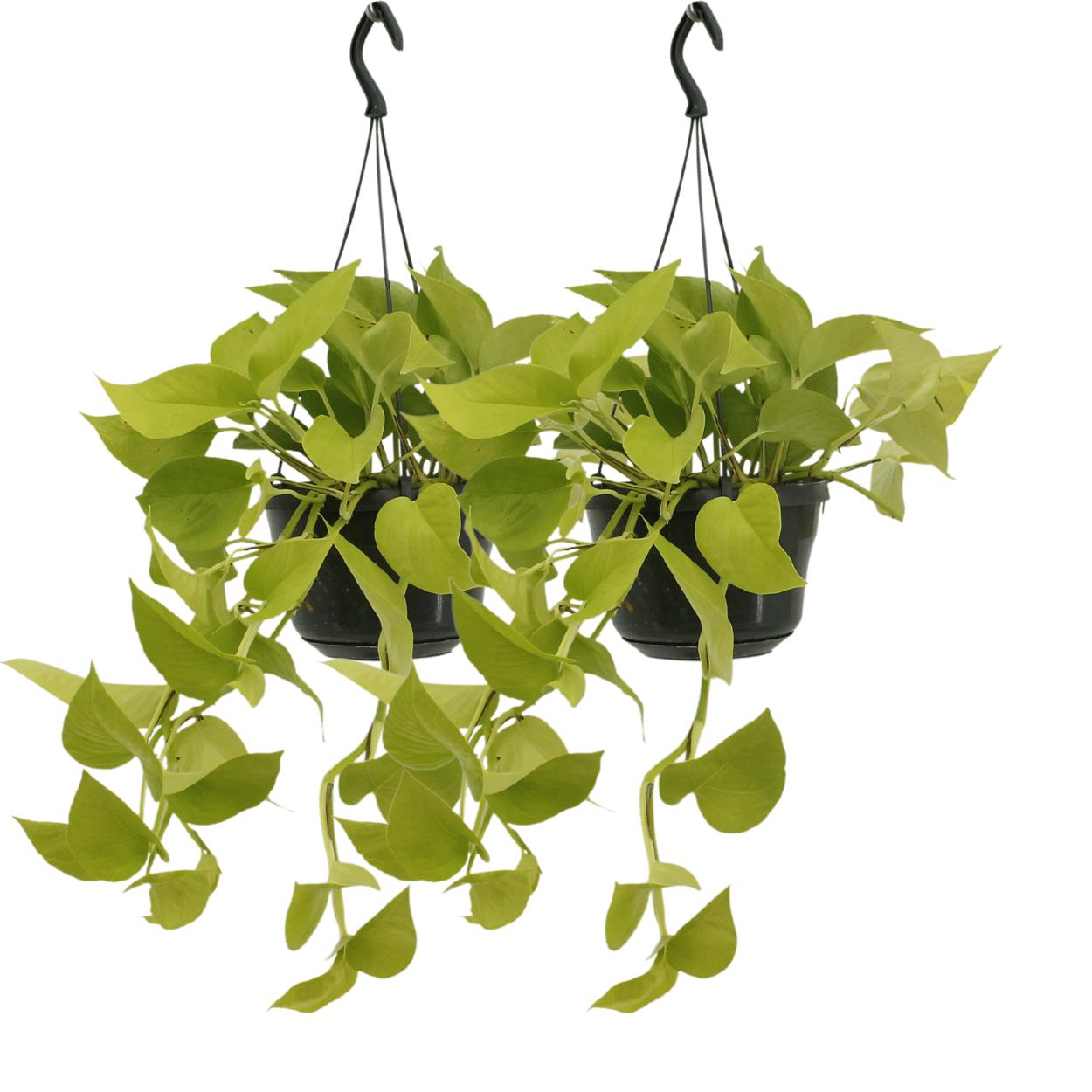 Epipremnum Golden Pothos (Scindapsus) - 2 stuks - Ø15cm - ↕25cm