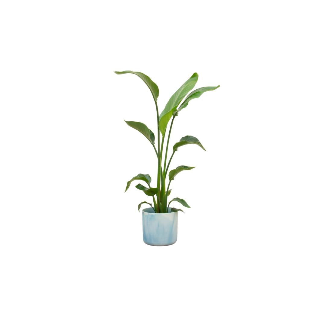 Combi deal - Strelitzia Nicolai inclusief elho Ocean Round pacifisch groen Ø22 - 130 cm