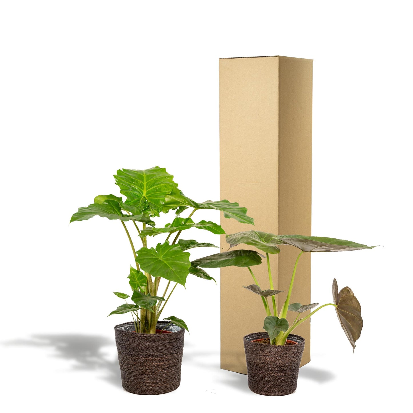 Alocasia Wentii - Ø19cm - ↕60cm + Alocasia Portodora - Ø19cm - ↕75cm + Mand Igmar