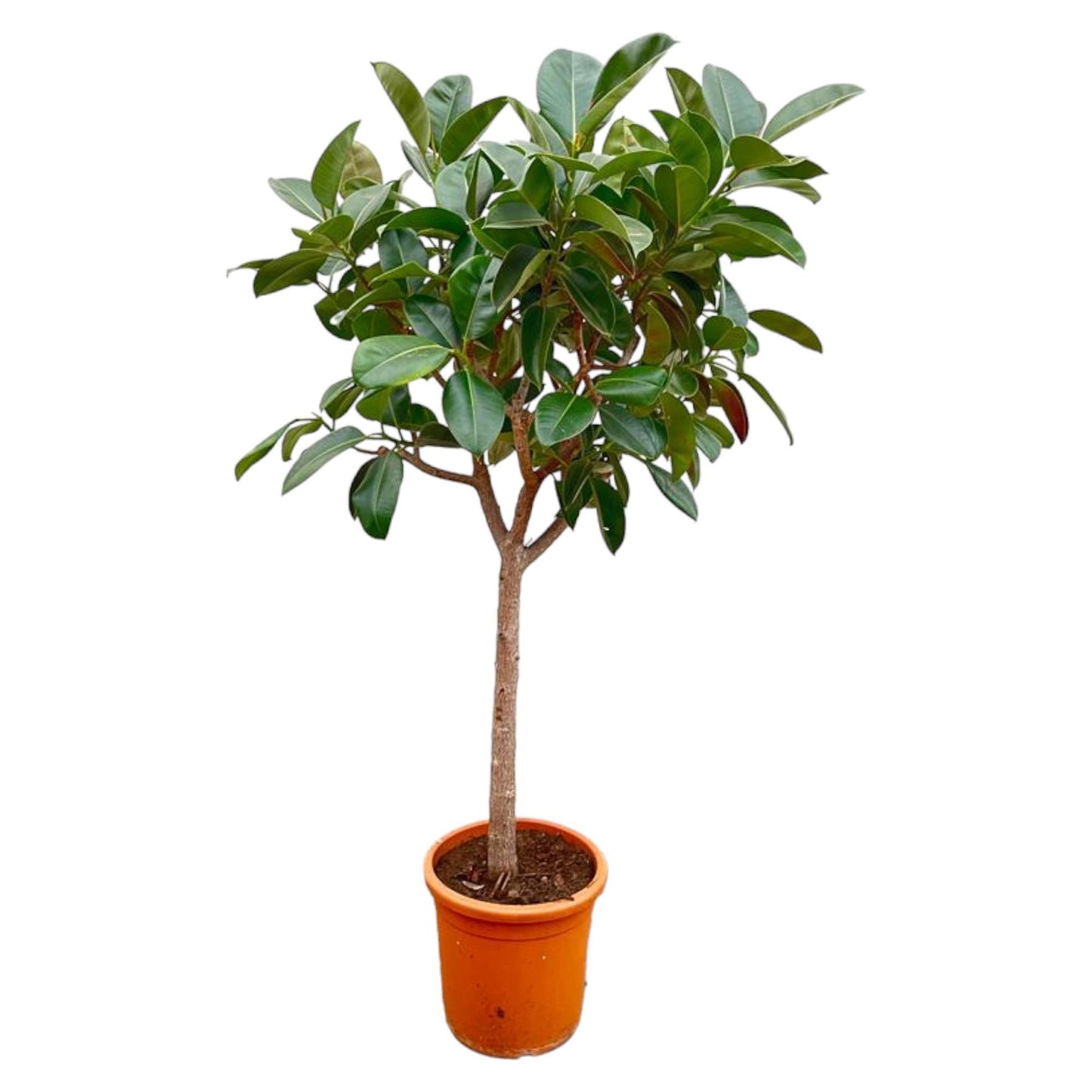 Ficus Elastica  Robusta op stam