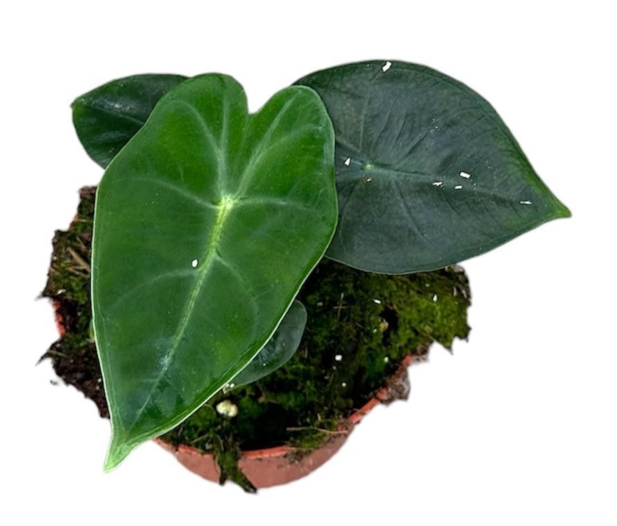 Alocasia Frydek - Ø10,5cm - ↕15cm