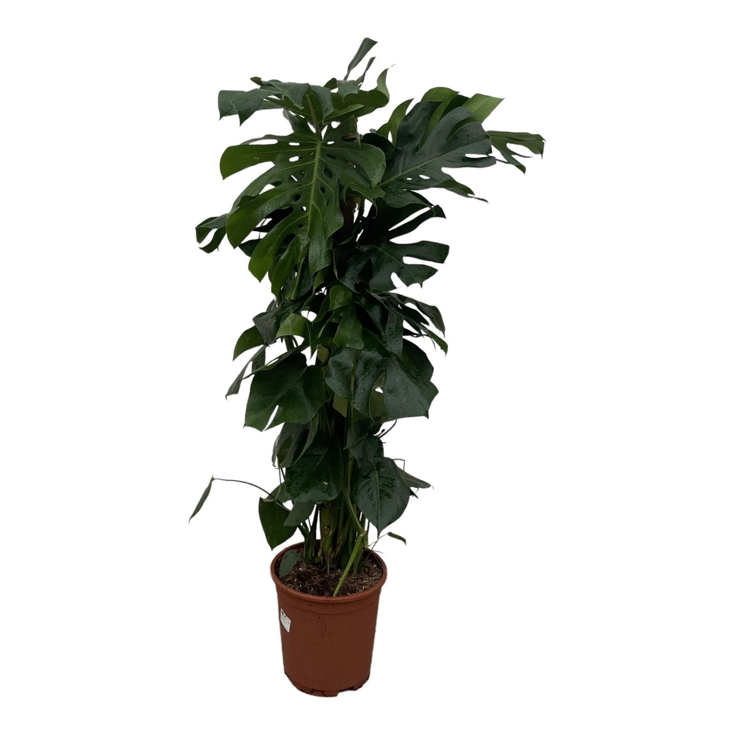 Monstera Deliciosa XXL - 150cm - ⌀27