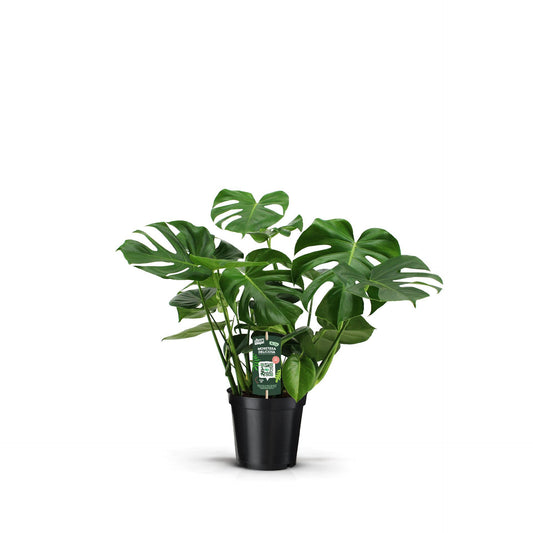 *PROMO JULI* Monstera Deliciosa - Ø21cm - ↕70cm