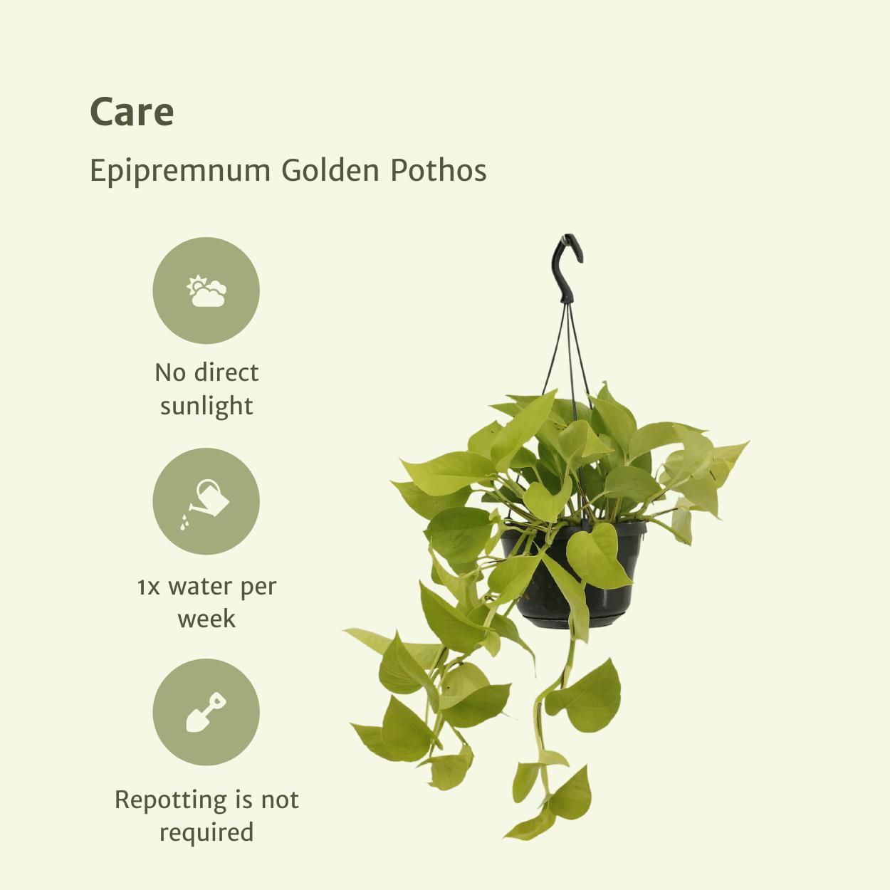 Epipremnum Golden Pothos (Scindapsus) - 2 stuks - Ø15cm - ↕25cm