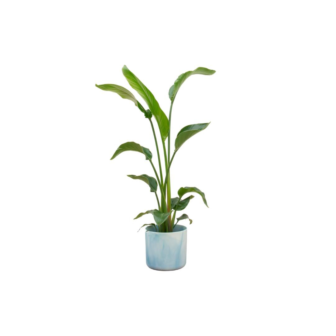 Combi deal - Strelitzia Nicolai inclusief elho Ocean Round pacifisch groen Ø22 - 100 cm