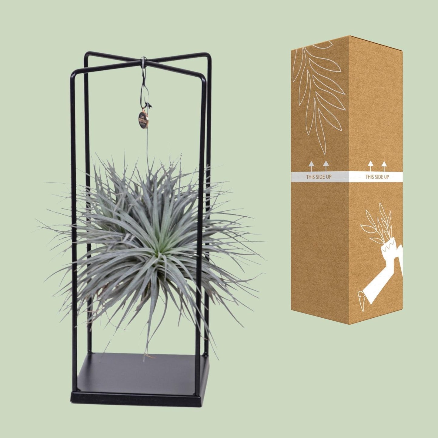 Tillandsia Cube Ionantha Abdita - Ø20cm - ↕20cm