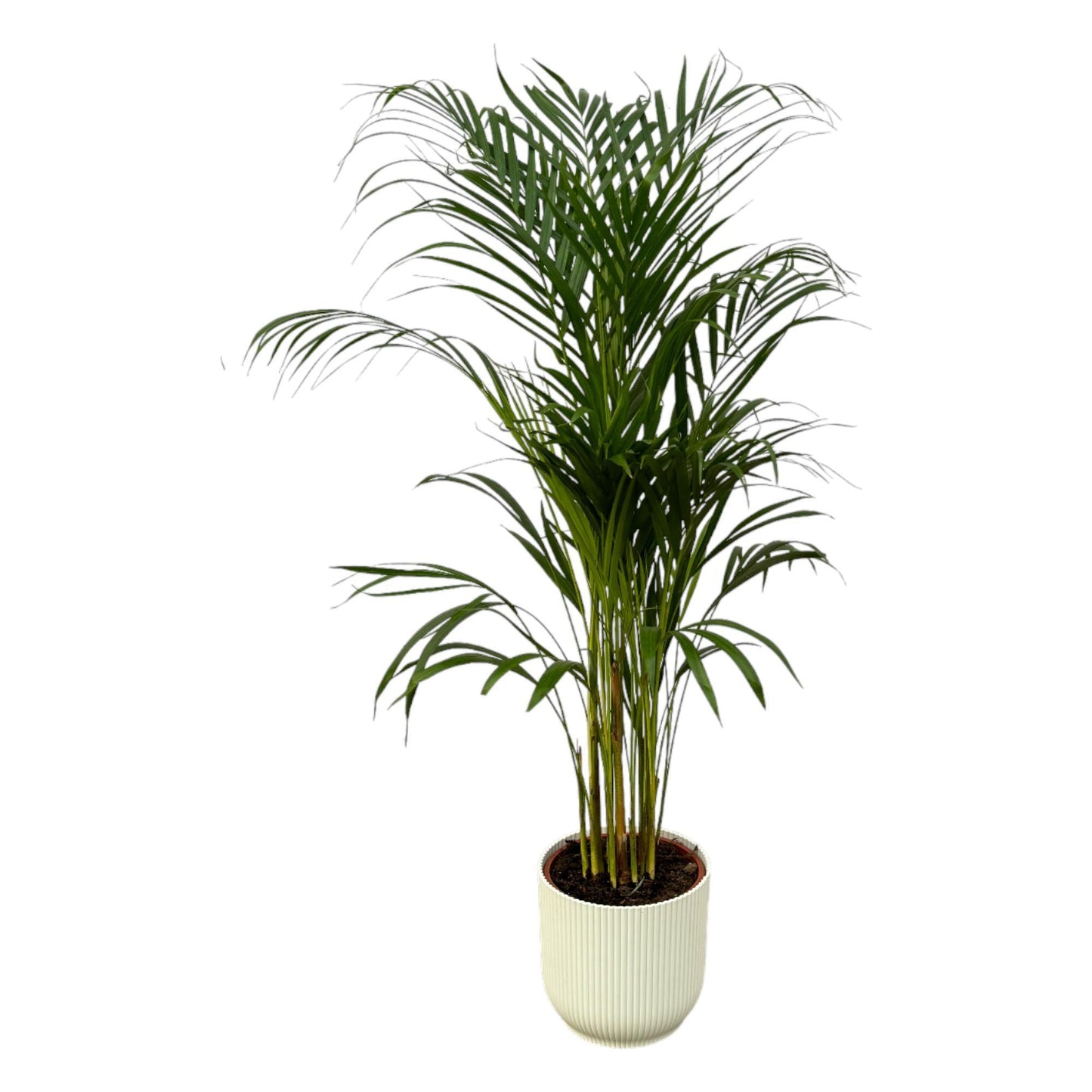 Areca palm - Ø21cm - ↕110cm