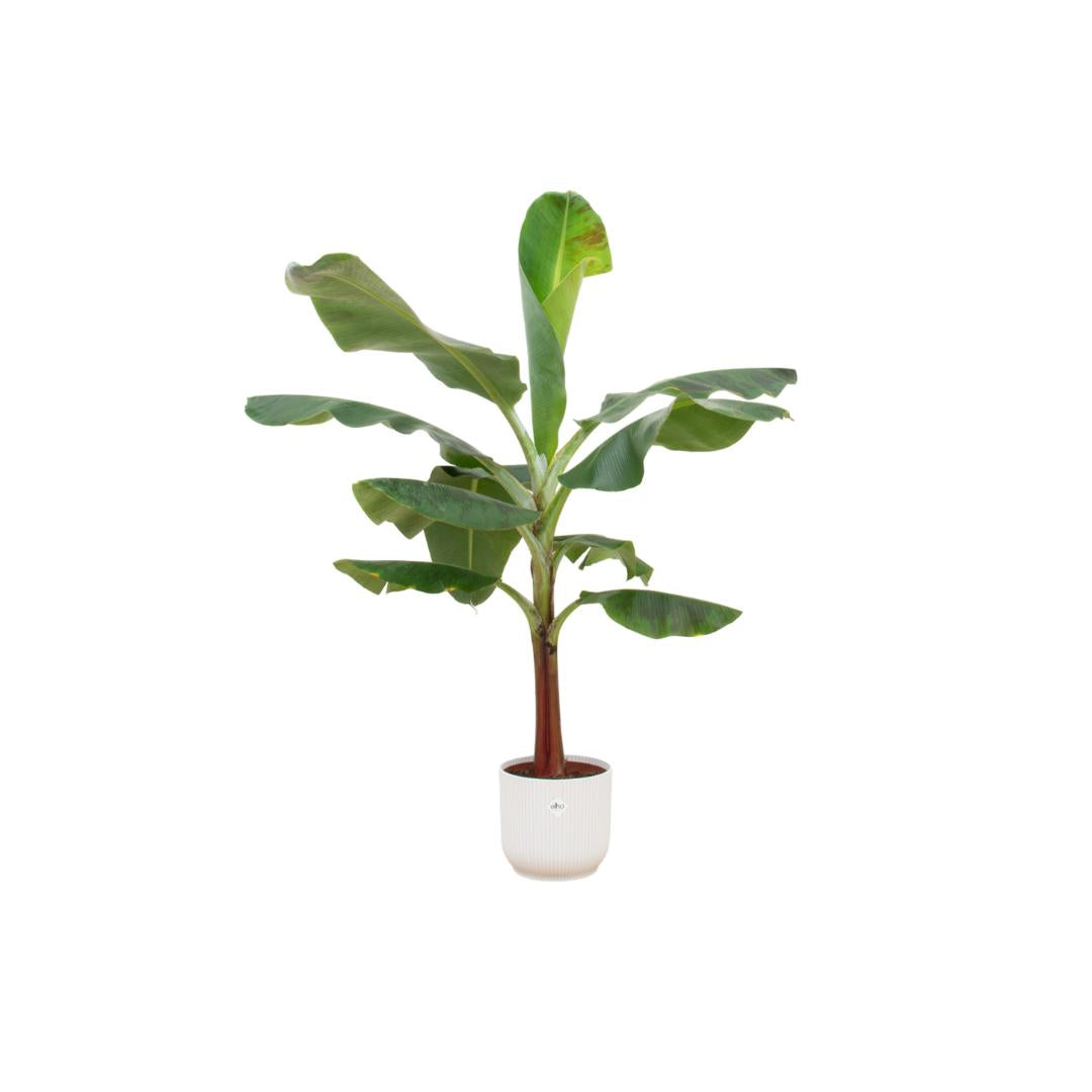 Combi deal - Bananenplant (Musa) inclusief elho Vibes Fold Round blauw Ø22 - 120 cm