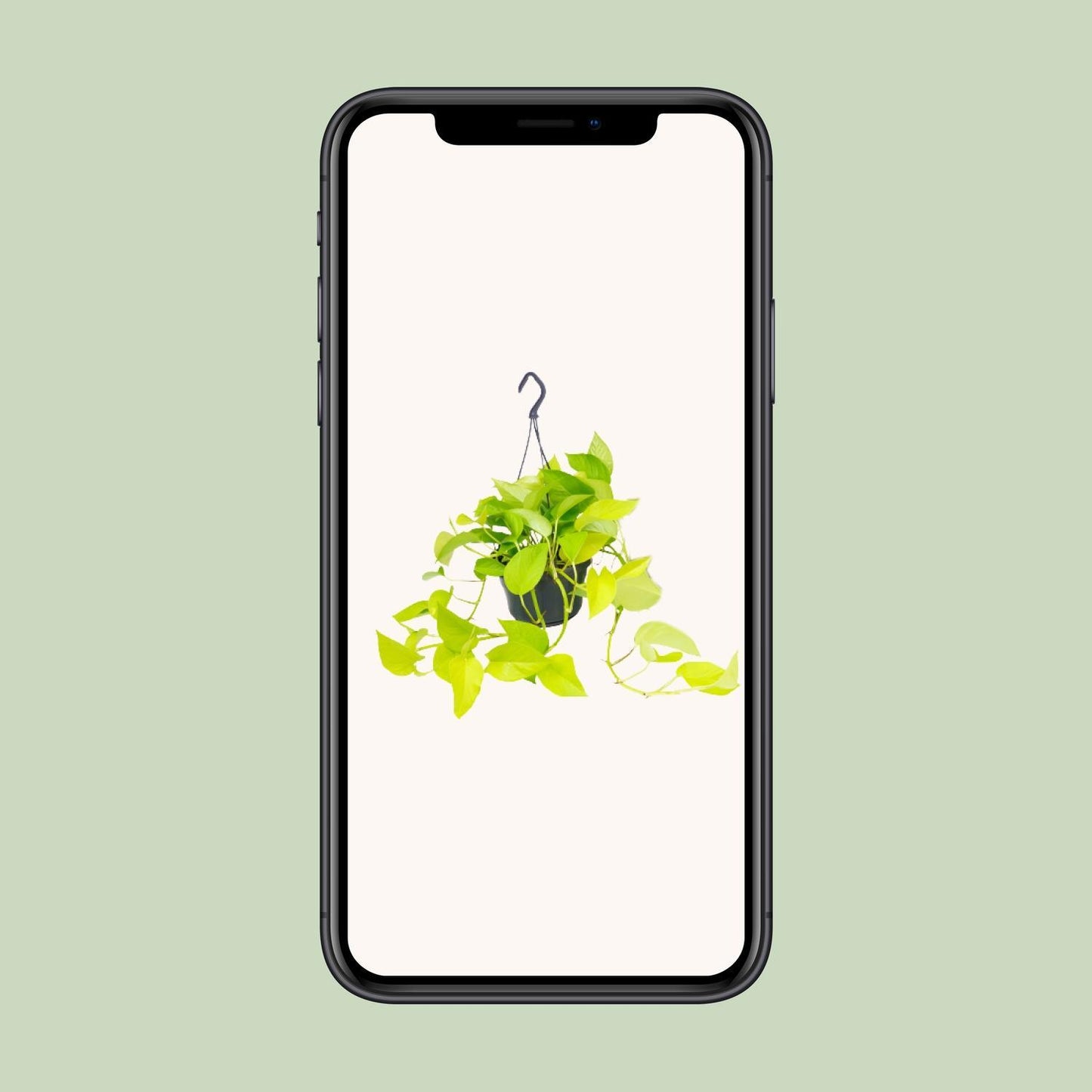 Epipremnum Golden Pothos - Ø15 - ↨25cm