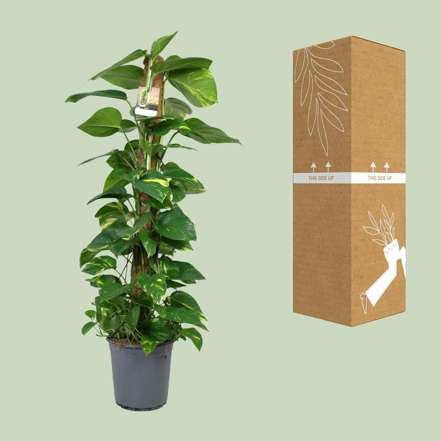 Scindapsus Epipremnum - Ø24cm - ↕120cm