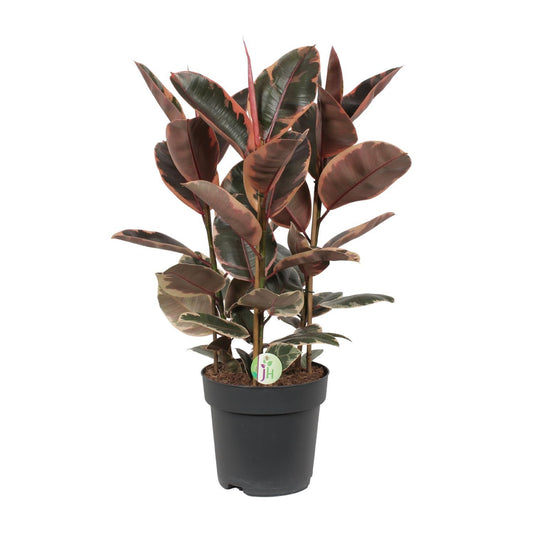 Ficus Belize - Ø27cm - ↕80cm