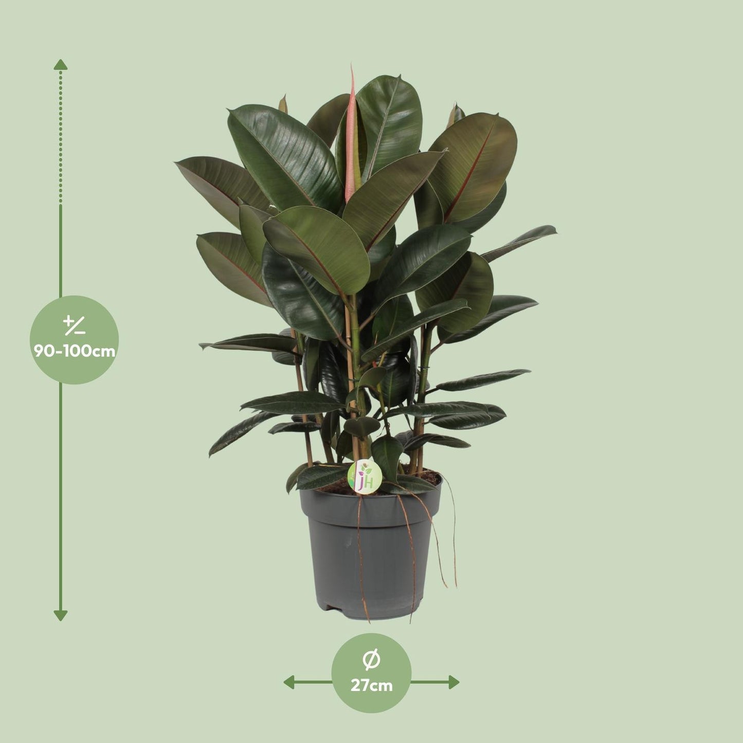 Ficus Robusta - Ø27cm - ↕90cm